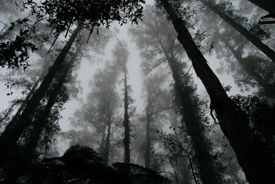 从虫子的眼睛看雾覆盖的森林